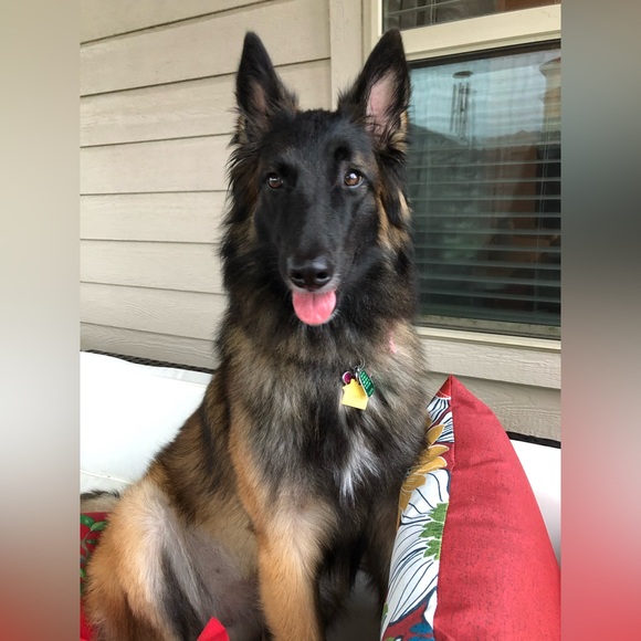 Posh Show Alert | LIKE listing for Show Notifications ❤️ 1 am CST - Picture 6 of 8